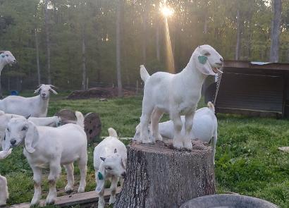 Goat kids