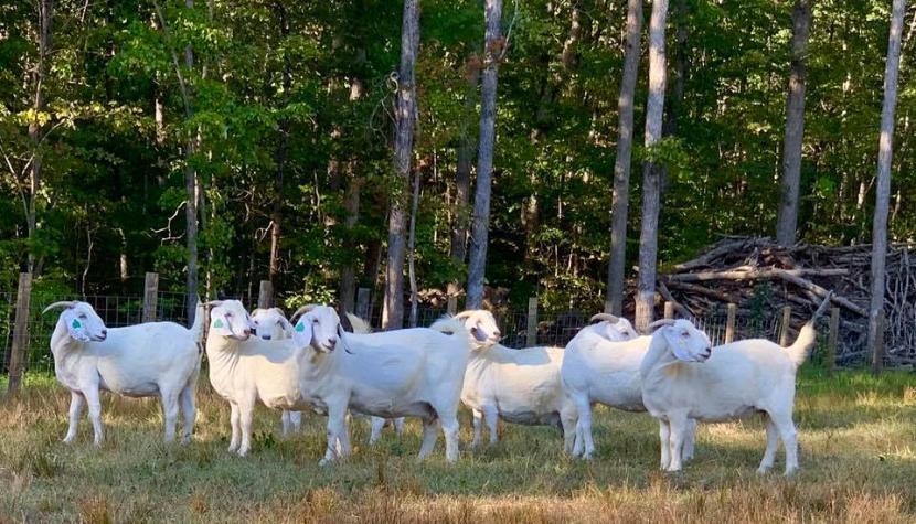 Sleepy Hollow Farm Goats